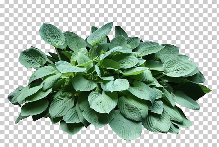 Leaf Vegetable Spring Greens Herb PNG, Clipart, Herb, Jardin, Leaf, Leaf Vegetable, Meme Free PNG Download