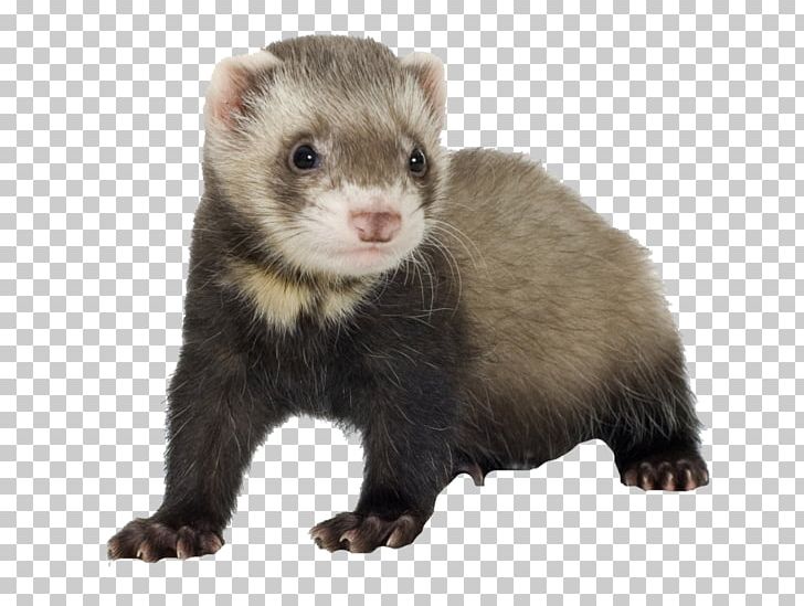 Ferret Cat Food Pet Guinea Pig PNG, Clipart, Animal, Animals, Blackfooted Ferret, Cage, Carnivoran Free PNG Download
