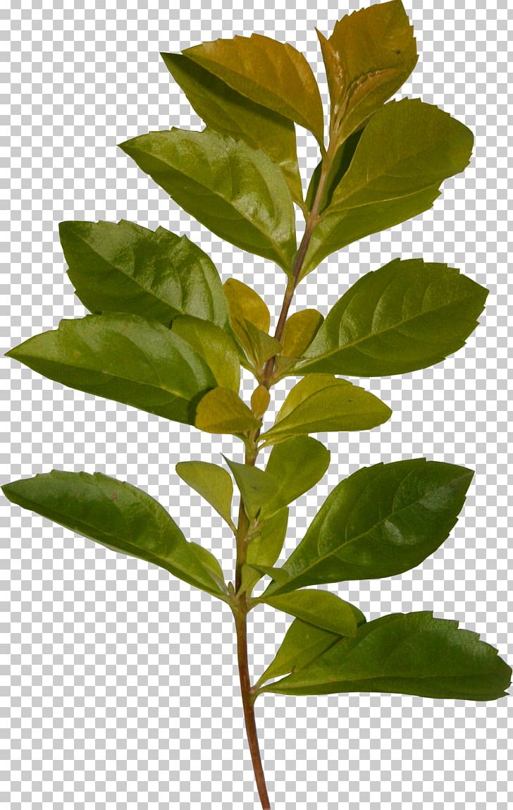 Leaf Flower PNG, Clipart, Bay Laurel, Branch, Evergreen, Filename Extension, Flower Free PNG Download