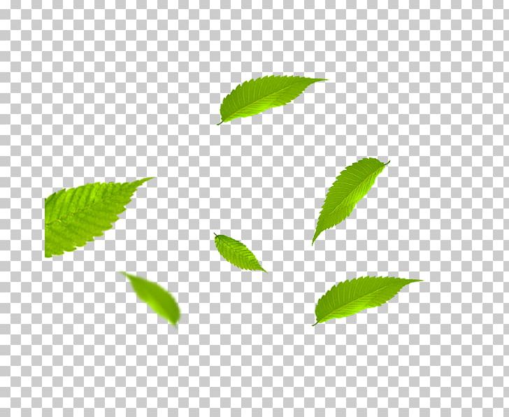 Leaf Gratis PNG, Clipart, Autumn Leaves, Banana Leaves, Branch, Chart, Defoliacixf3 Free PNG Download