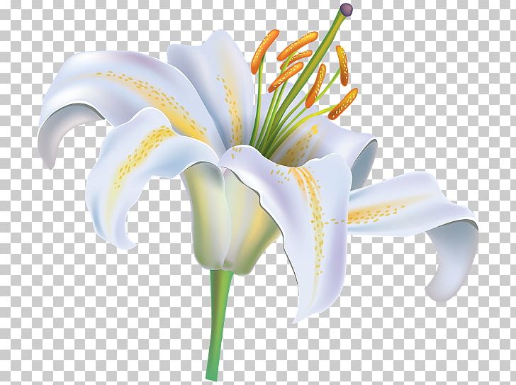 Madonna Lily Portable Network Graphics Graphics Easter Lily PNG, Clipart, Arumlily, Cut Flowers, Easter Lily, Flower, Flowering Plant Free PNG Download