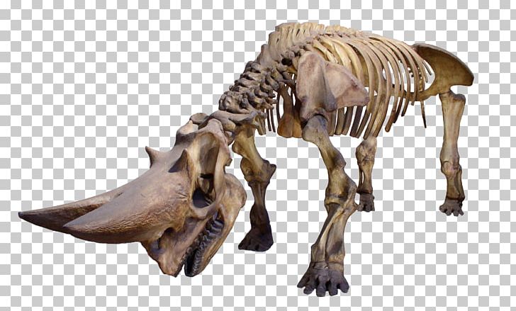 Museum Of Osteology Rhinoceros Human Skeleton Skull PNG, Clipart, Cartoon Dinosaur, Cute Dinosaur, Design Elements, Dinosaur Egg, Dinosaurs Free PNG Download