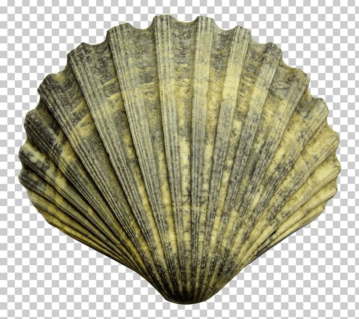 Portable Network Graphics Seashell Transparency PNG, Clipart, Animals, Beach, Clam, Clams Oysters Mussels And Scallops, Cockle Free PNG Download