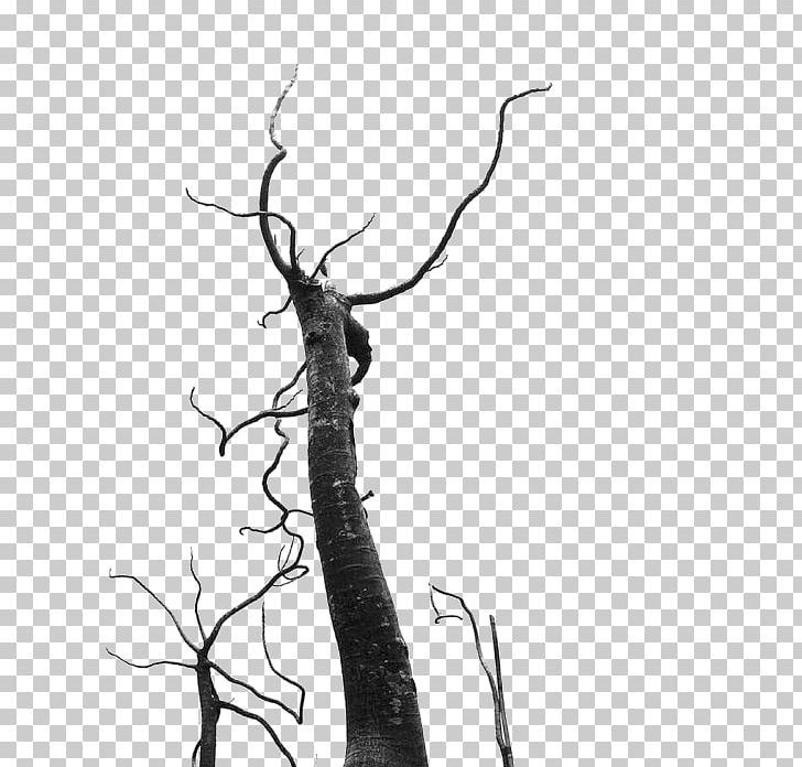 Silhouette Branch PNG, Clipart, Animals, Black And White, Branch, Branches, Designer Free PNG Download