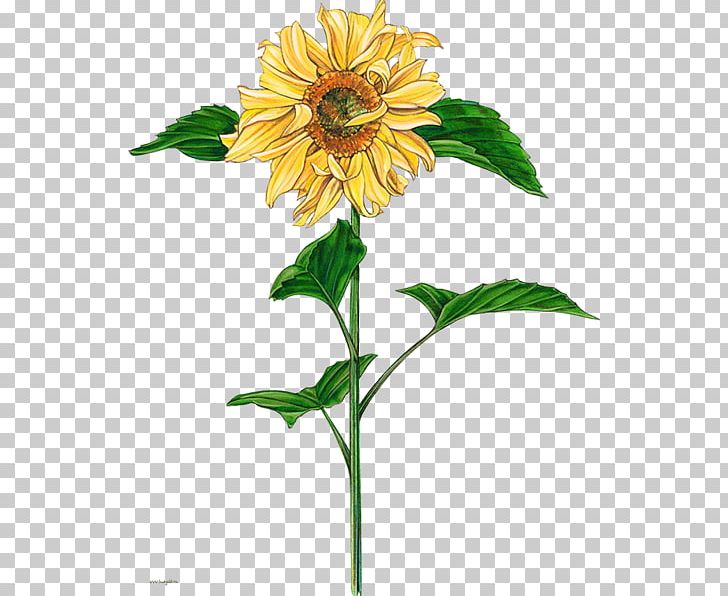 Common Sunflower Watercolor Painting PNG, Clipart, Annual Plant, Art, Carnation, Common Sunflower, Cut Flowers Free PNG Download