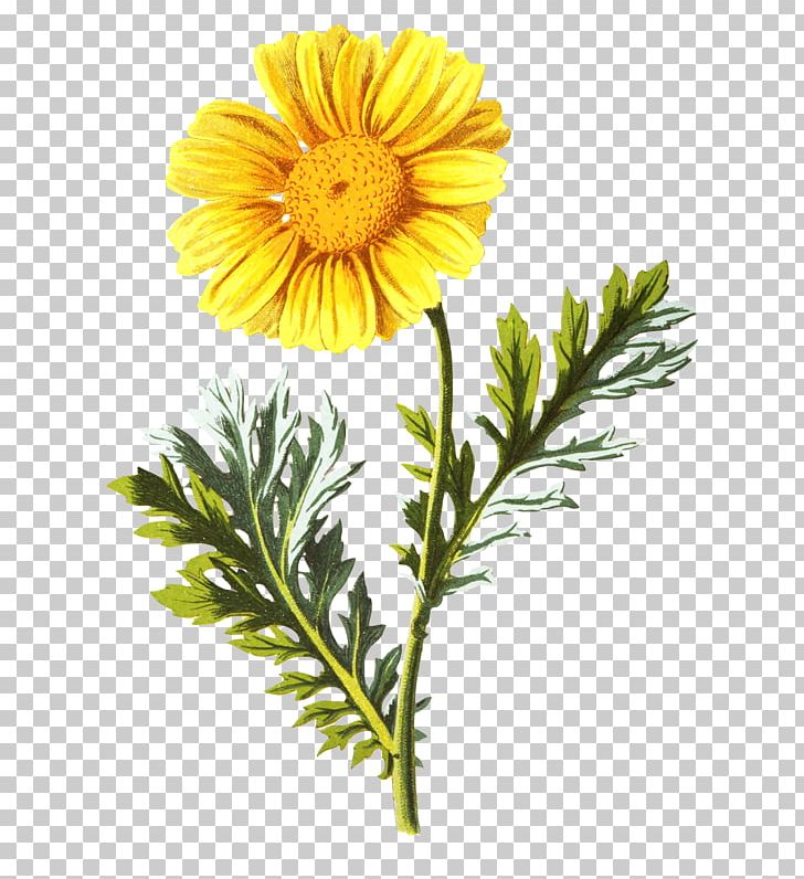 Glebionis Coronaria Flower PNG, Clipart, Calendula, Chamaemelum Nobile, Chrysanthemum, Chrysanthemum Coronarium, Chrysanths Free PNG Download