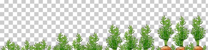 Grasses Commodity Plant Stem Tree Family PNG, Clipart, Commodity, Crop, Crops, Family, Field Free PNG Download