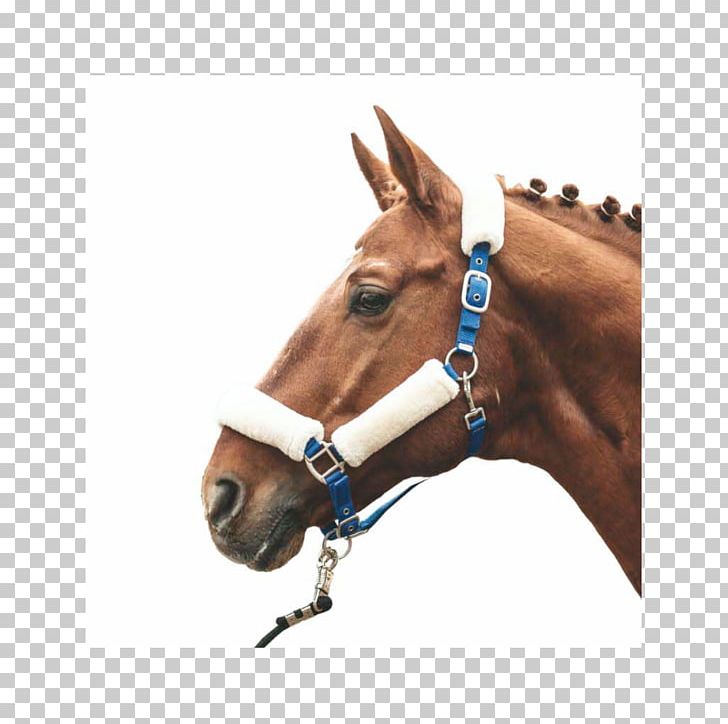 Horse Halter Making Rope Equestrian PNG, Clipart, Animals, Bridle, Equestrian, Equestrian Sport, Halter Free PNG Download