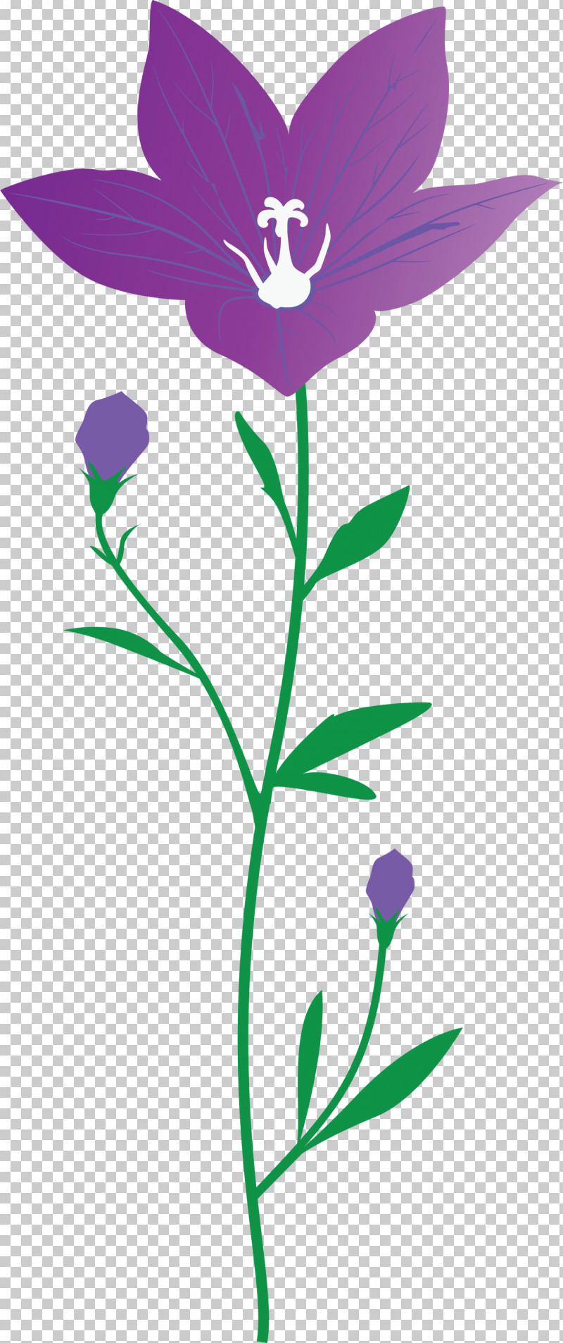 Balloon Flower PNG, Clipart, Balloon Flower, Character, Cut Flowers, Flower, Herbaceous Plant Free PNG Download