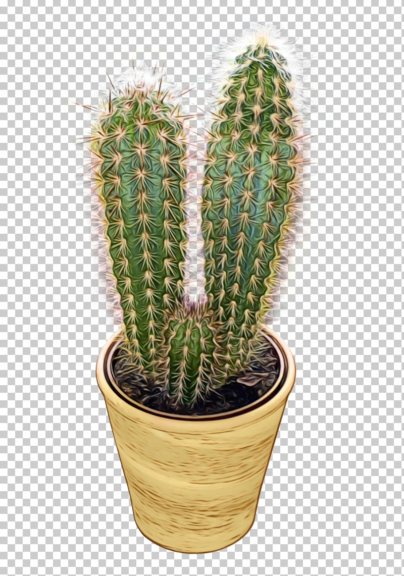 Cactus PNG, Clipart, Cactus, Eastern Prickly Pear, Echinocereus, Flowerpot, Houseplant Free PNG Download