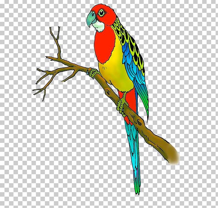 Budgerigar Lovebird Parrot Macaw PNG, Clipart, Animals, Beak, Bird, Cartoon, Color Free PNG Download