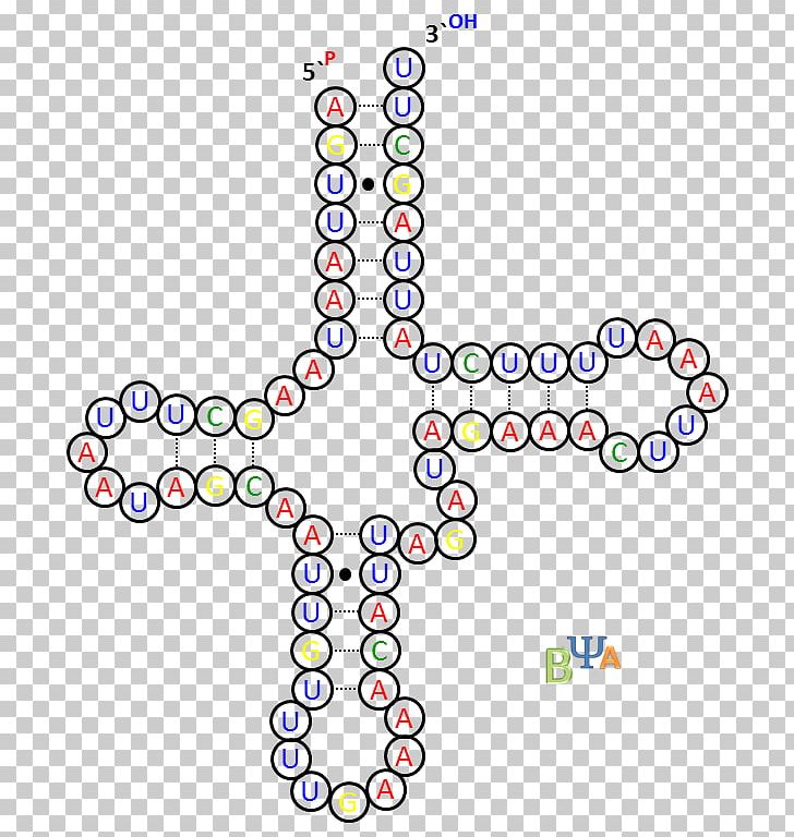 Transfer RNA Nucleotide Uracil Adenine PNG, Clipart, Adenine, Area, Body Jewelry, Cambiante, Circle Free PNG Download