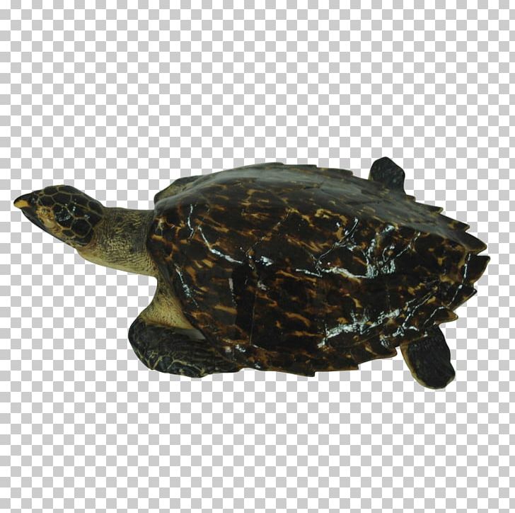 Box Turtle Common Snapping Turtle Loggerhead Sea Turtle Tortoise PNG, Clipart, Animal, Animals, Box Turtle, Chelydra, Chelydridae Free PNG Download