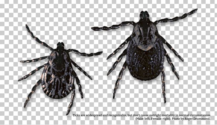 Fly Parasitism Louse Insect Worm PNG, Clipart, Animal, Arthropod, Fly, Host, Infection Free PNG Download
