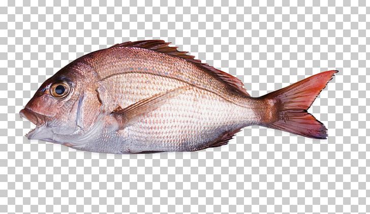 Pagrus Major Stock Photography PNG, Clipart, Animal Source Foods, Bream, Crimson Seabream, Fauna, Fish Free PNG Download