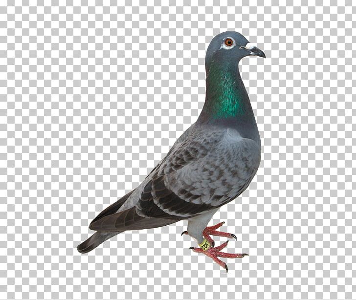 Columbidae Domestic Pigeon PNG, Clipart, Beak, Bird, Clipping Path, Columbidae, Domestic Pigeon Free PNG Download