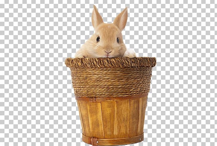 Domestic Rabbit Easter Bunny PNG, Clipart, Animal, Bal, Basket, Basketball, Domestic Rabbit Free PNG Download