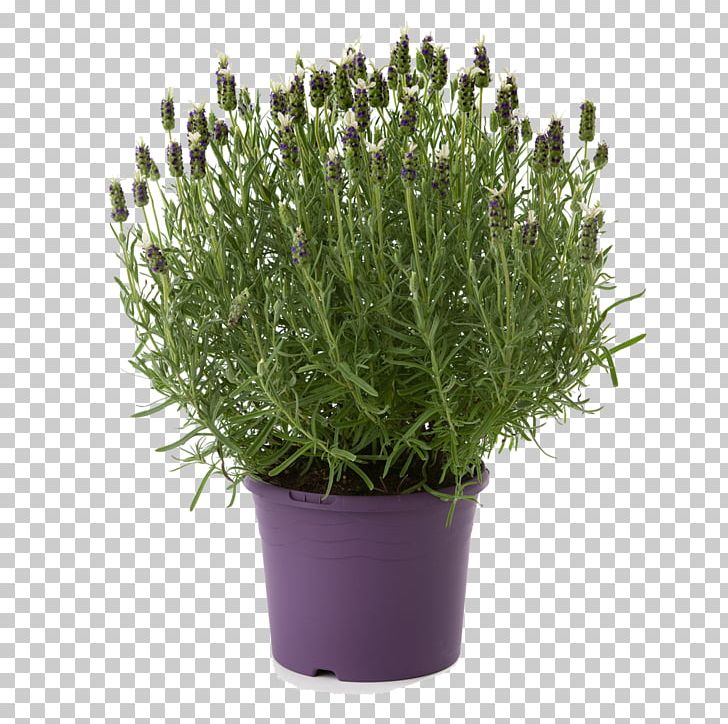 English Lavender French Lavender Mints Plant PNG, Clipart, Chia, English Lavender, Flowerpot, Food, French Lavender Free PNG Download
