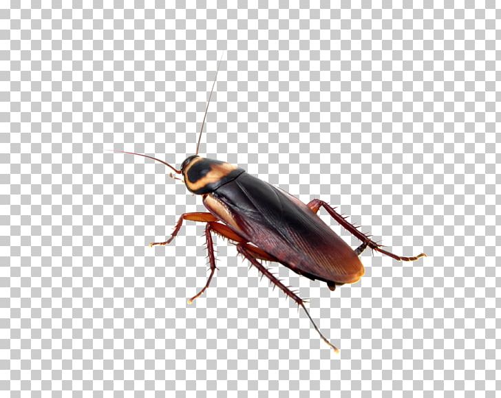 Insect Cockroach Mosquito Pest Control Bed Bug PNG, Clipart, Animals, Arthropod, Bed Bug, Bed Bug Control Techniques, Beetle Free PNG Download