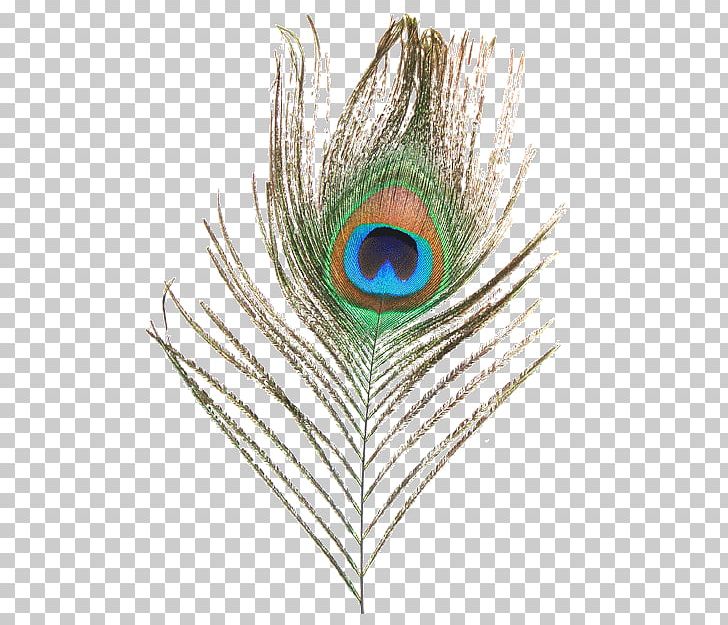 Peafowl Feather PNG, Clipart, Animals, Clip Art, Desktop Wallpaper, Download, Encapsulated Postscript Free PNG Download