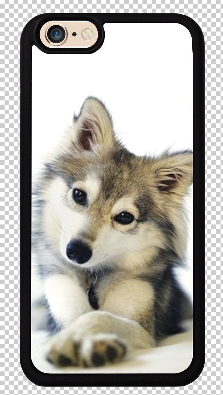 Siberian Husky Puppy Cat Kitten Alaskan Malamute PNG, Clipart, Alaskan Klee Kai, Alaskan Malamute, Animal, Animals, Black Wolf Free PNG Download