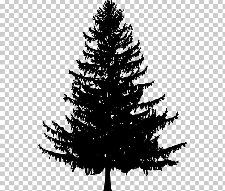Tree Fir Drawing Scots Pine PNG, Clipart, Black And White, Branch, Christmas Decoration, Christmas Ornament, Christmas Tree Free PNG Download