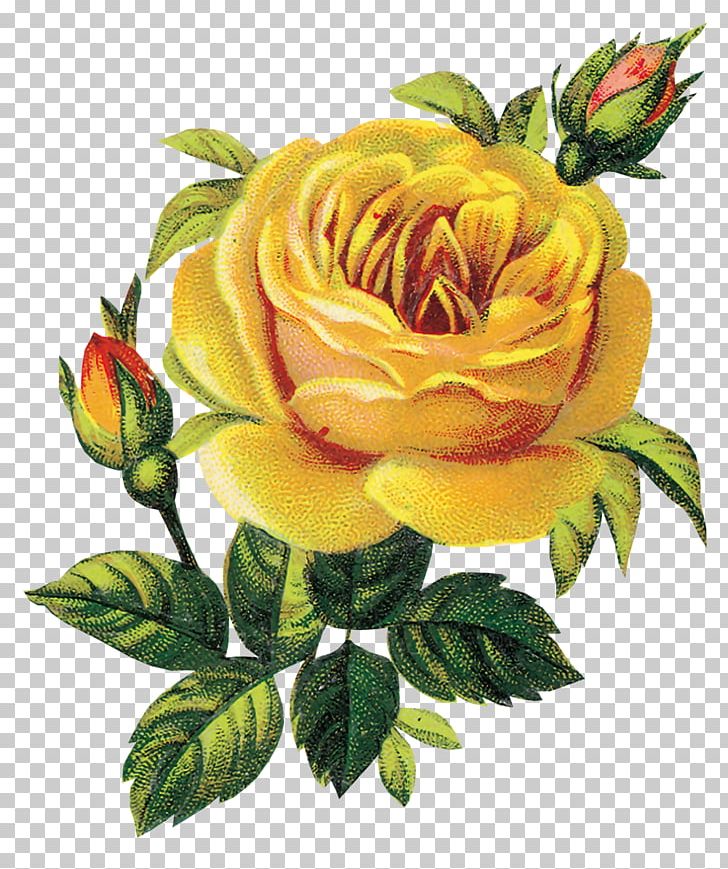 Flower PNG, Clipart, Cut Flowers, Digital Image, Dots Per Inch, Floral Design, Floribunda Free PNG Download