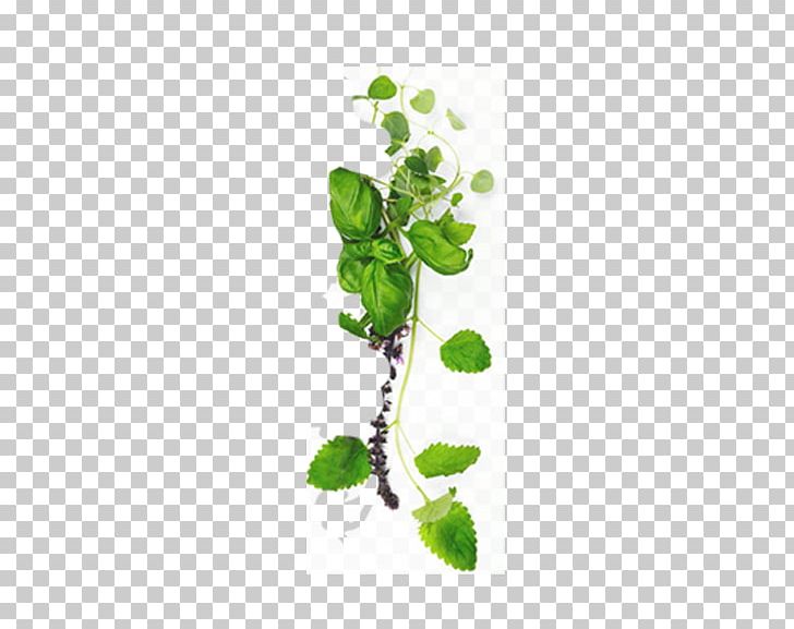 Centella Asiatica Obat Tradisional Aromatherapy PNG, Clipart, Acne, Ageing, Background Green, Branch, Face Free PNG Download