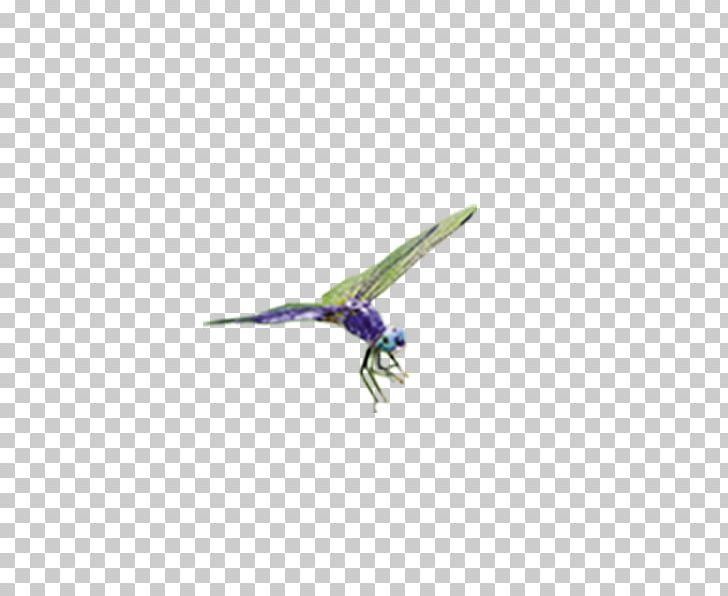 Purple Beak PNG, Clipart, Beak, Bird, Cartoon Dragonfly, Dragonflies, Dragonfly Free PNG Download