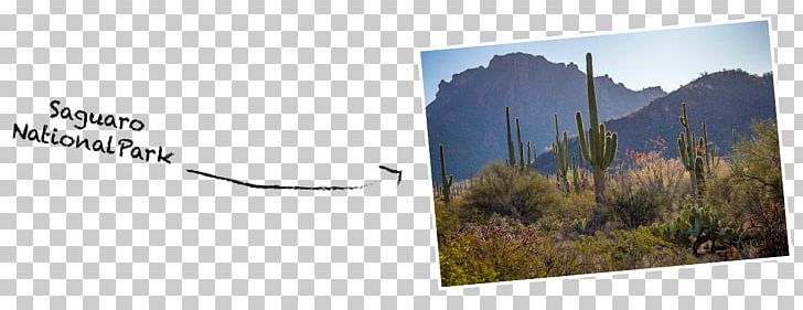 Saguaro National Park Glacier National Park Glacier County PNG, Clipart, Advertising, Arizona, Brand, Cactus, Ecosystem Free PNG Download