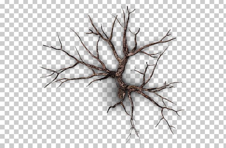 Twig Snag Tree Branch Forest PNG, Clipart, Black And White, Branch, Can, Cant, Can You Free PNG Download