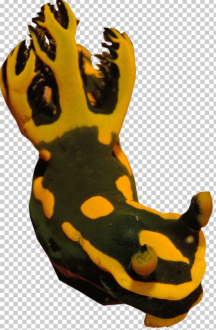 Giraffe Sea Slug Amphibians Terrestrial Animal PNG, Clipart, Amphibian, Amphibians, Animal, Animals, Bennett Free PNG Download