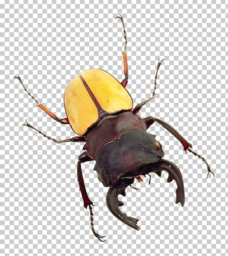 Japanese Rhinoceros Beetle PNG, Clipart, Arthropod, Bed Bug, Beetle, Bite, Bug Free PNG Download