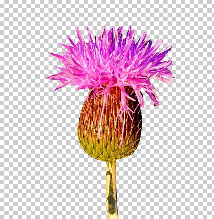 Milk Thistle PNG, Clipart, Bud, Cardoon, Chrysanthemum, Chrysanths, Cut Flowers Free PNG Download