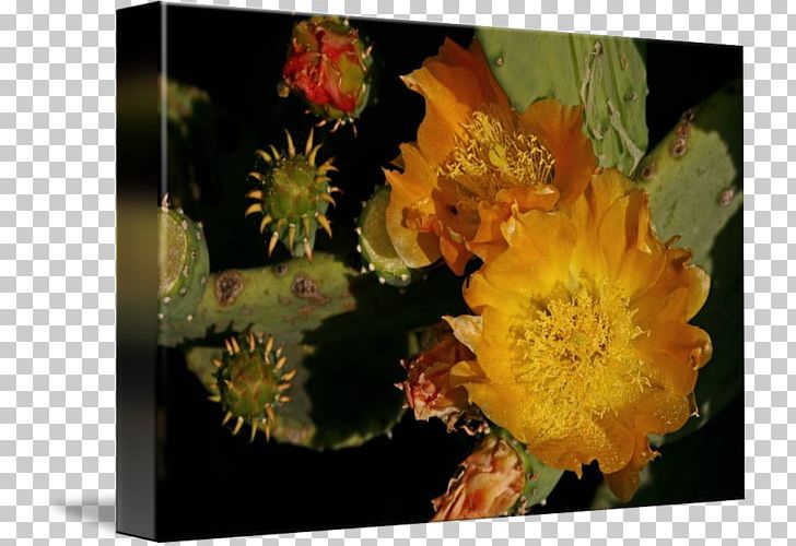 Prickly Pear Still Life Photography PNG, Clipart, Cactus, Caryophyllales, Flower, Flowering Plant, Others Free PNG Download