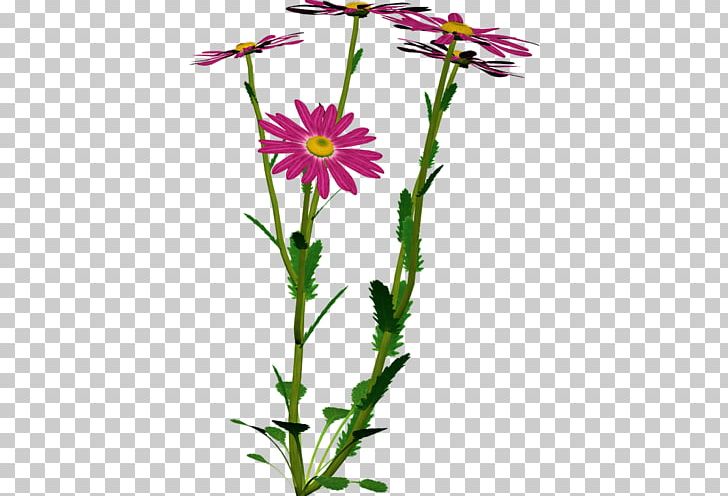 Chamomile Flower LiveInternet PNG, Clipart, Annual Plant, Aster, Camomile, Chamomile, Daisy Family Free PNG Download