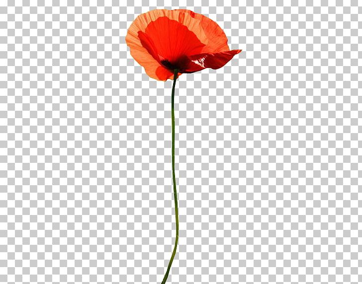 Common Poppy Flower PNG, Clipart, 13 November, 2016, 2017, Clip Art, Common Poppy Free PNG Download