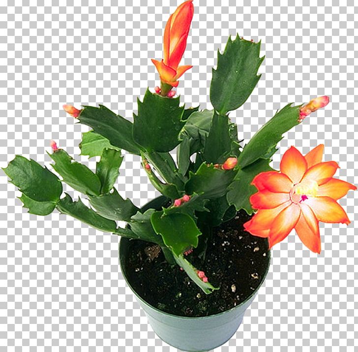 Houseplant Cactus Flowers Cactaceae PNG, Clipart, Araliaceae, Astrological Sign, Bedding, Cactus Flowers, Caryophyllales Free PNG Download
