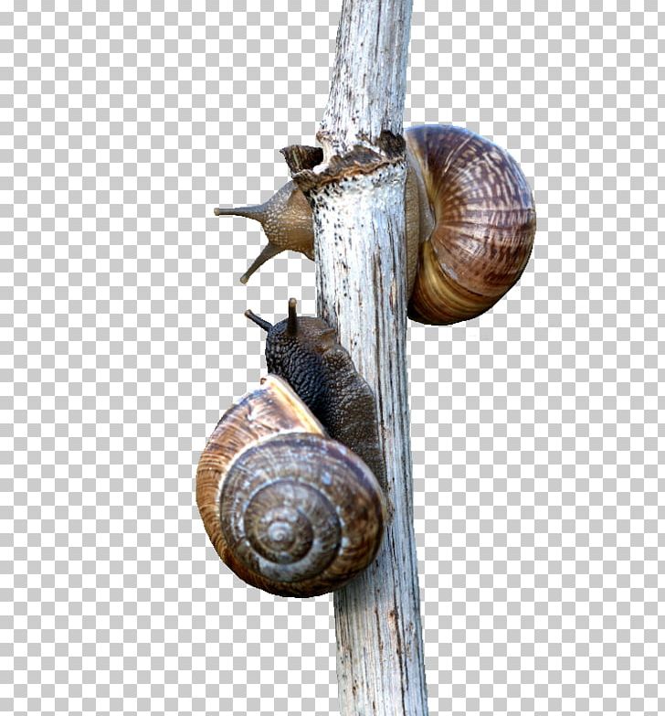 Snail Escargot Orthogastropoda PNG, Clipart, Animals, Crawling, Download, Drawing, Encapsulated Postscript Free PNG Download