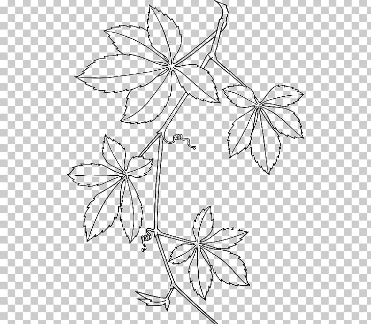 Virginia Creeper Boston Ivy Parthenocissus Vitacea Graphics PNG, Clipart, Area, Art, Artwork, Black And White, Boston Ivy Free PNG Download