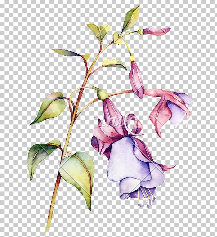 Watercolor Painting Flower Floral Design PNG, Clipart, Botanical Illustration, Branch, Bud, Cut Flowers, Drawing Free PNG Download