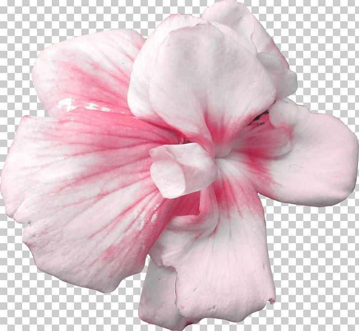 Cut Flowers Rose Plant Petal PNG, Clipart, Amaryllis, Anemone, Azalea, Cut Flowers, Flower Free PNG Download