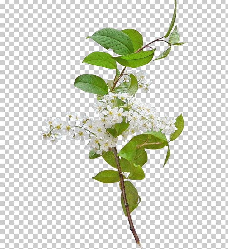 Flower The Truth Of The Life Of This World Petal Plant Stem PNG, Clipart, Blossom, Branch, Digital Scrapbooking, Floristry, Flower Free PNG Download