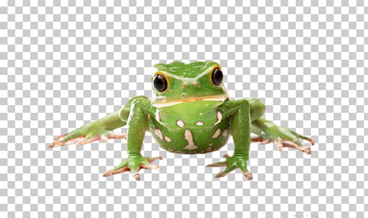 Frog Desktop PNG, Clipart, Amphibian, Animals, Desktop Wallpaper, Display Resolution, Encapsulated Postscript Free PNG Download