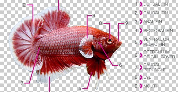 Siamese Fighting Fish Fish Fin Fish Anatomy Aquarium PNG, Clipart, Anatomy, Aquarium, Betta Fish, Breed, Dorsal Fin Free PNG Download