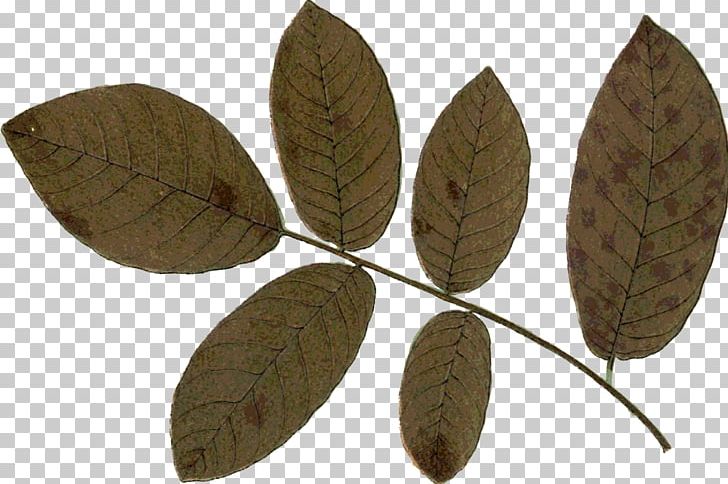 Leaf Autumn Northern Hemisphere Southern Hemisphere Photography PNG, Clipart, Autumn, Autumn Leaves, Gimp, Happiness, Leaf Free PNG Download
