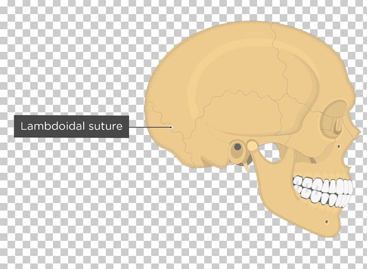 Skull Temporal Line Parietal Bone Anatomy Lambdoid Suture PNG, Clipart, Anatomy, Asterion, Axial Skeleton, Bone, Ear Free PNG Download