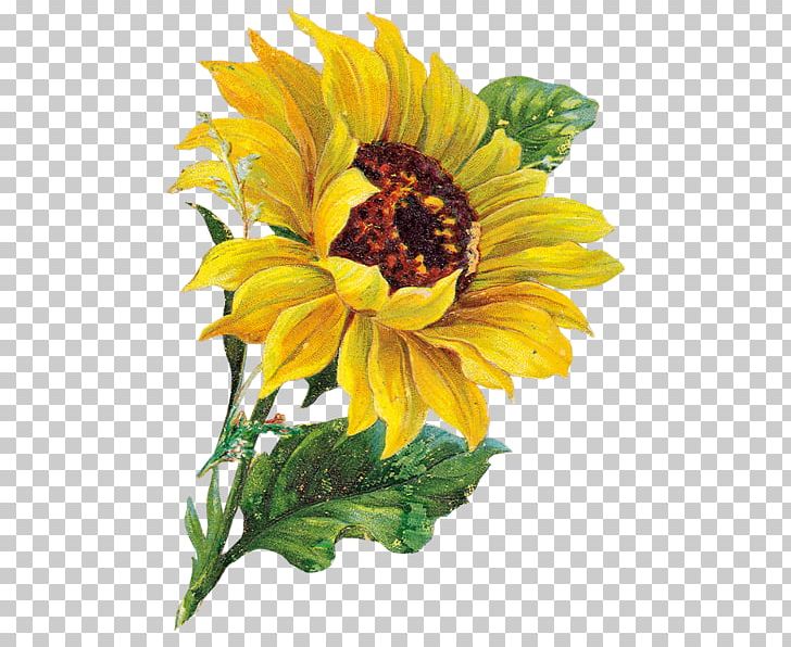 Watercolor Painting Common Sunflower Floral Design PNG, Clipart, Annual Plant, Art, Artist, Artist Trading Cards, Canvas Free PNG Download