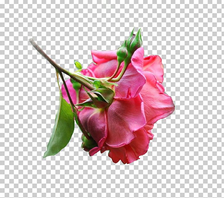 Cut Flowers Floral Design Flower Bouquet Bud PNG, Clipart, Beyaz Cicekler, Bud, Cicekler, Cut Flowers, Floral Design Free PNG Download