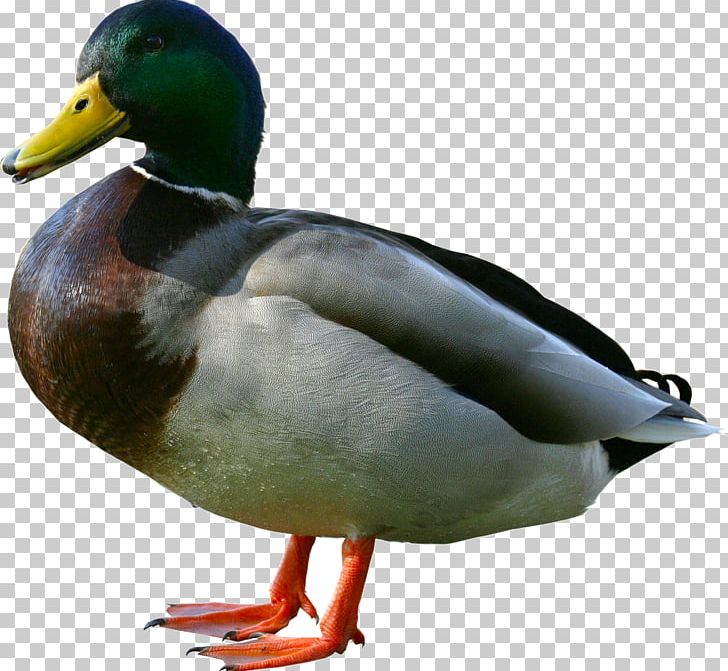 Duck PNG, Clipart, Duck Free PNG Download